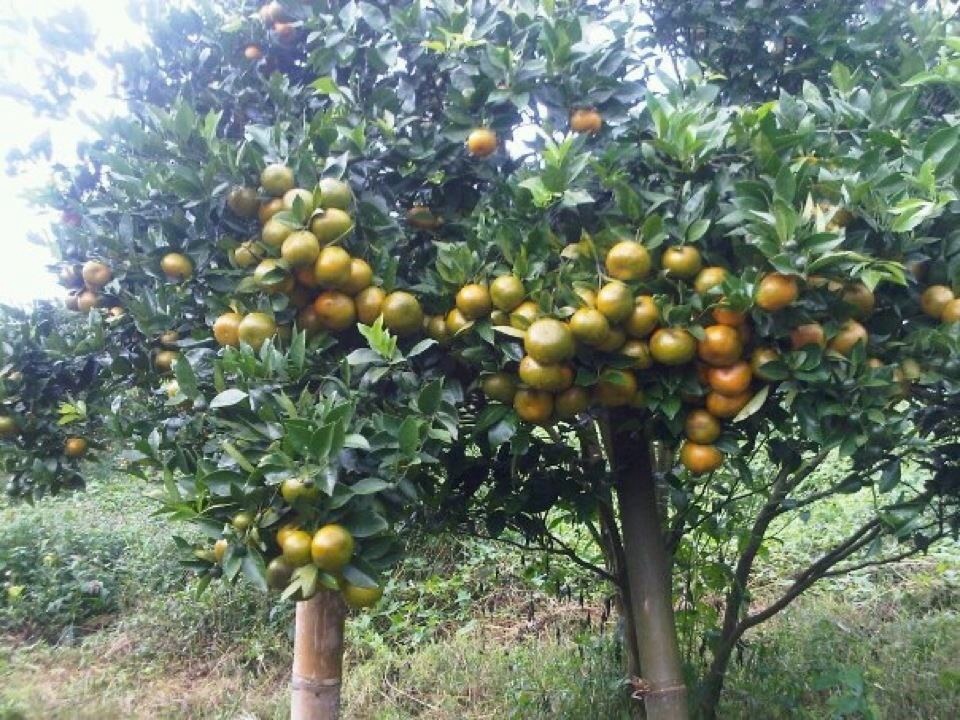 Medan city, Lake Toba, Berastagi tour